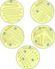 Different-streak-methods-for-bacterial-plates.jpg